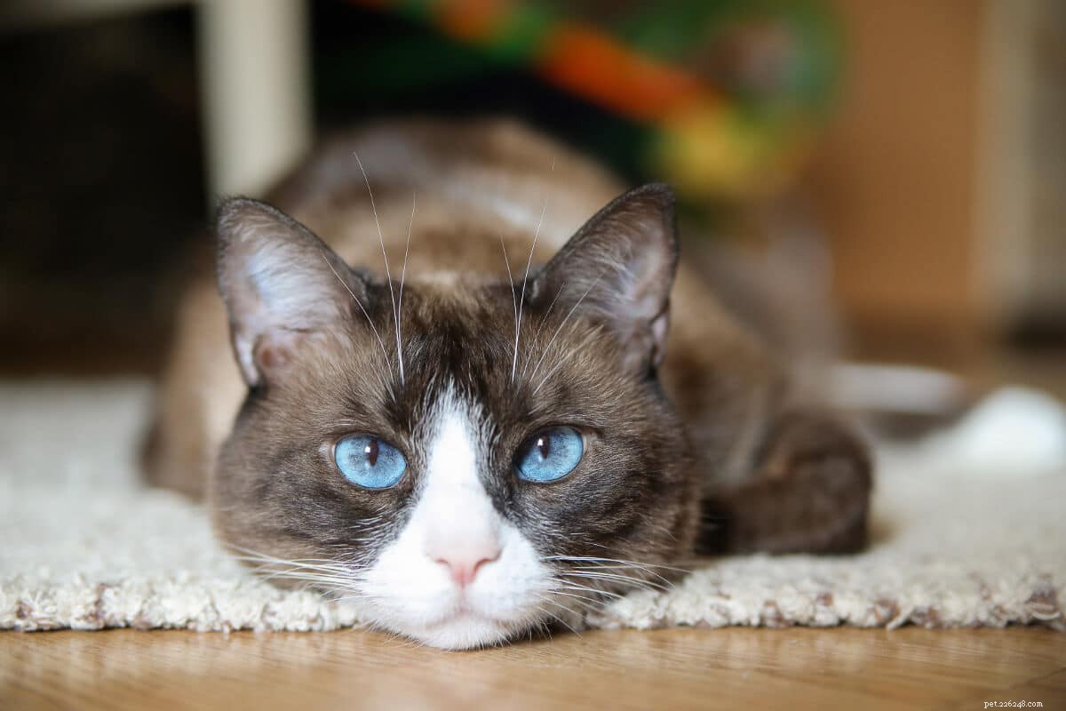 11 razze di gatti dagli occhi azzurri a cui non potrai resistere
