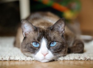 あなたが抵抗することができない11の青い目の猫の品種 