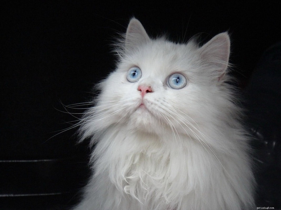 11 races de chats aux yeux bleus auxquelles vous ne pourrez pas résister