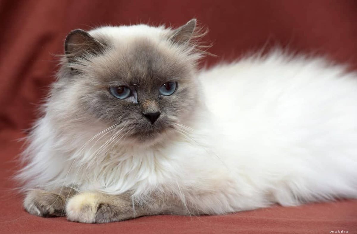 11 kattenrassen met blauwe ogen die u niet kunt weerstaan