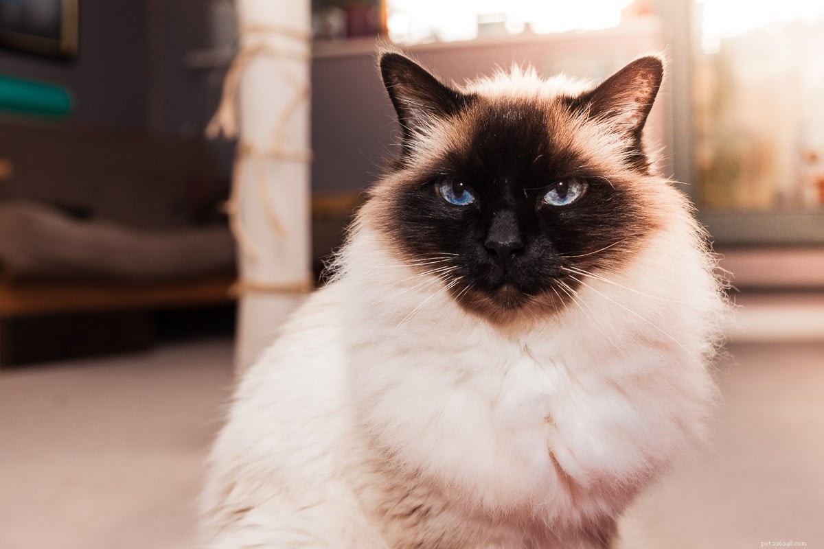 11 kattenrassen met blauwe ogen die u niet kunt weerstaan