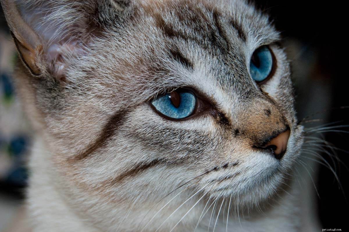 저항할 수 없는 블루 아이드 고양이 11종