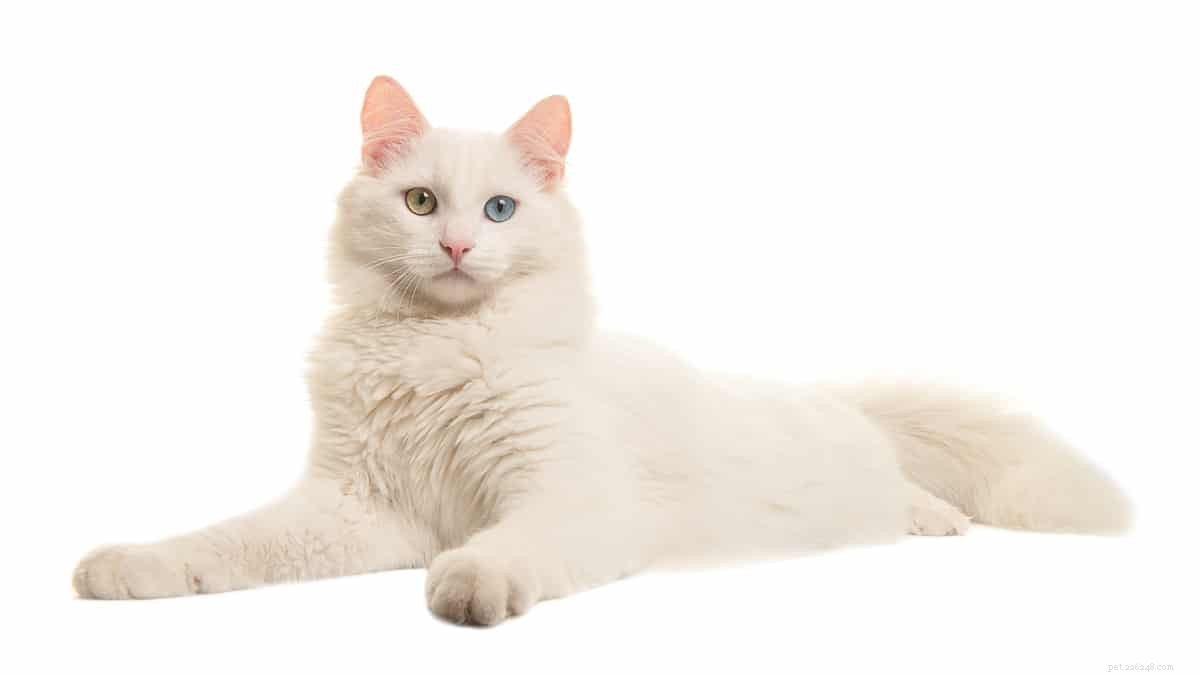 저항할 수 없는 블루 아이드 고양이 11종
