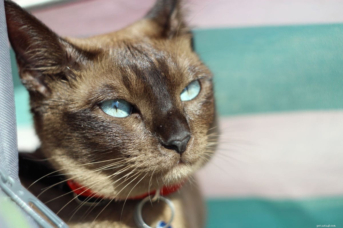 11 raças de gatos de olhos azuis que você não conseguirá resistir
