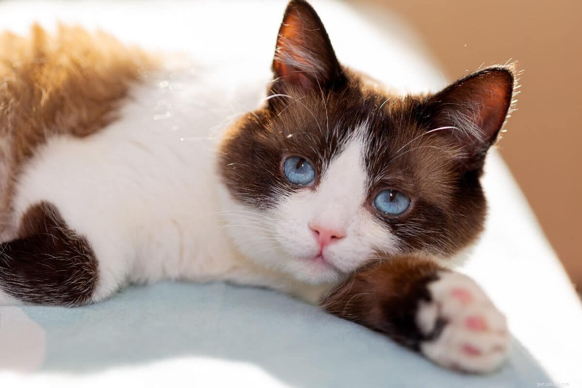 あなたが抵抗することができない11の青い目の猫の品種 