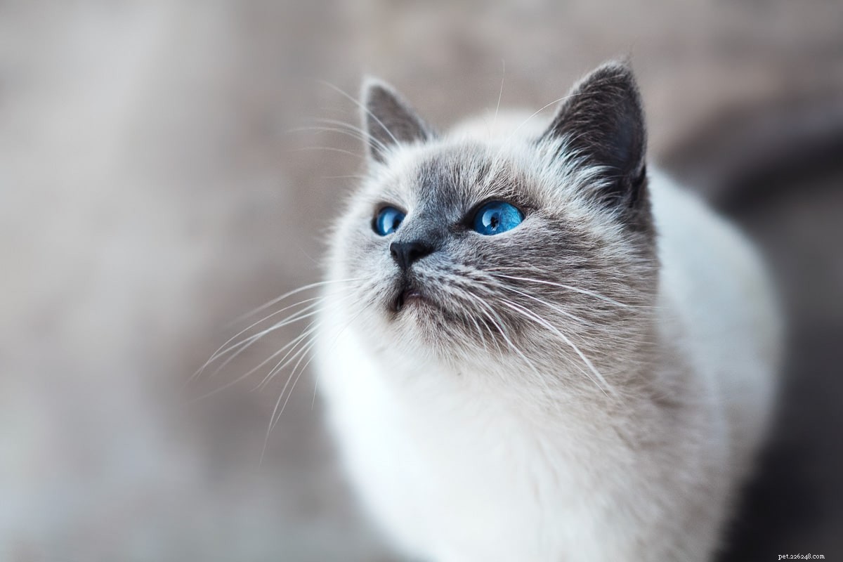 11 пород голубоглазых кошек, перед которыми невозможно устоять