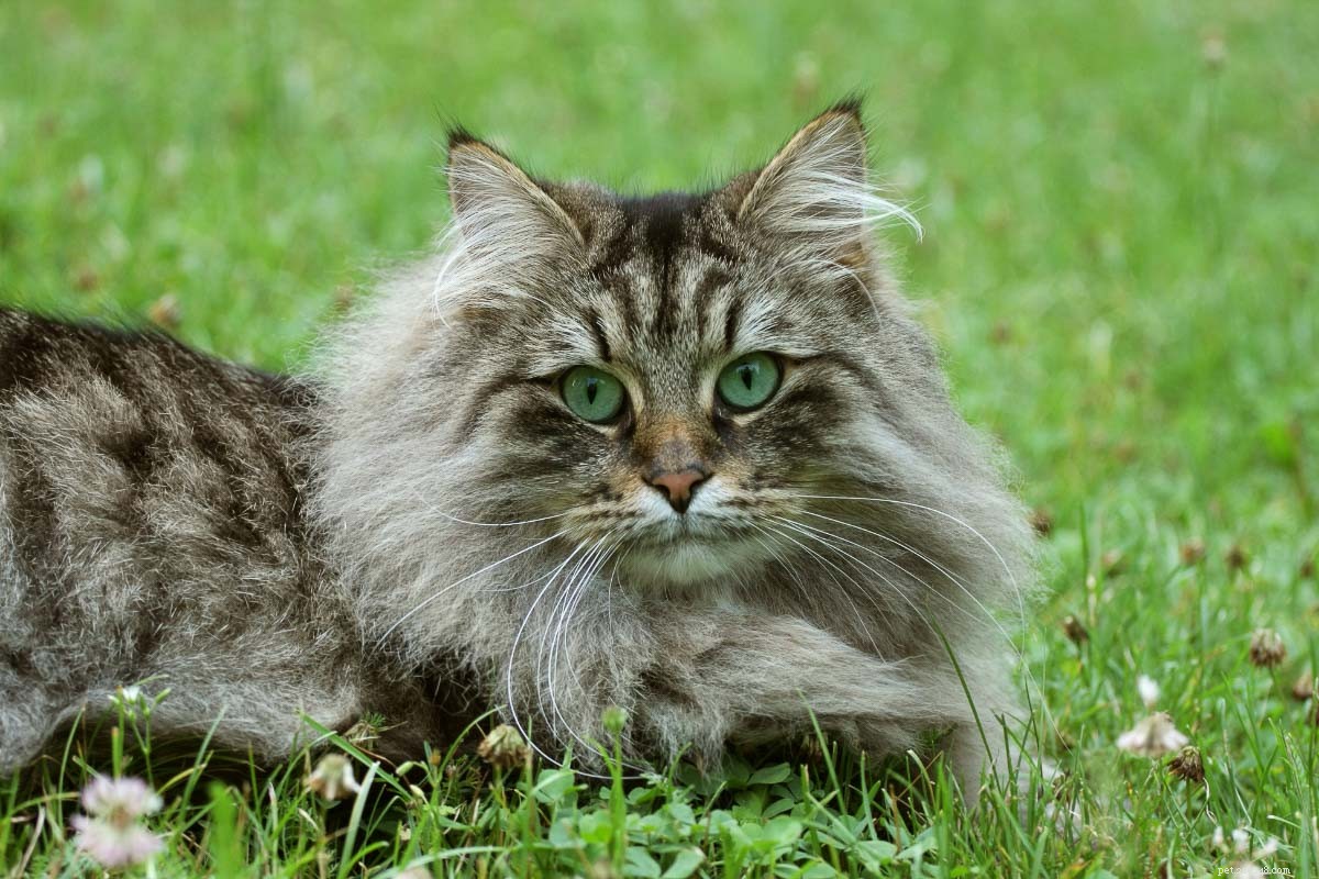 당신이 모를 수도 있는 22가지 희귀 고양이 품종
