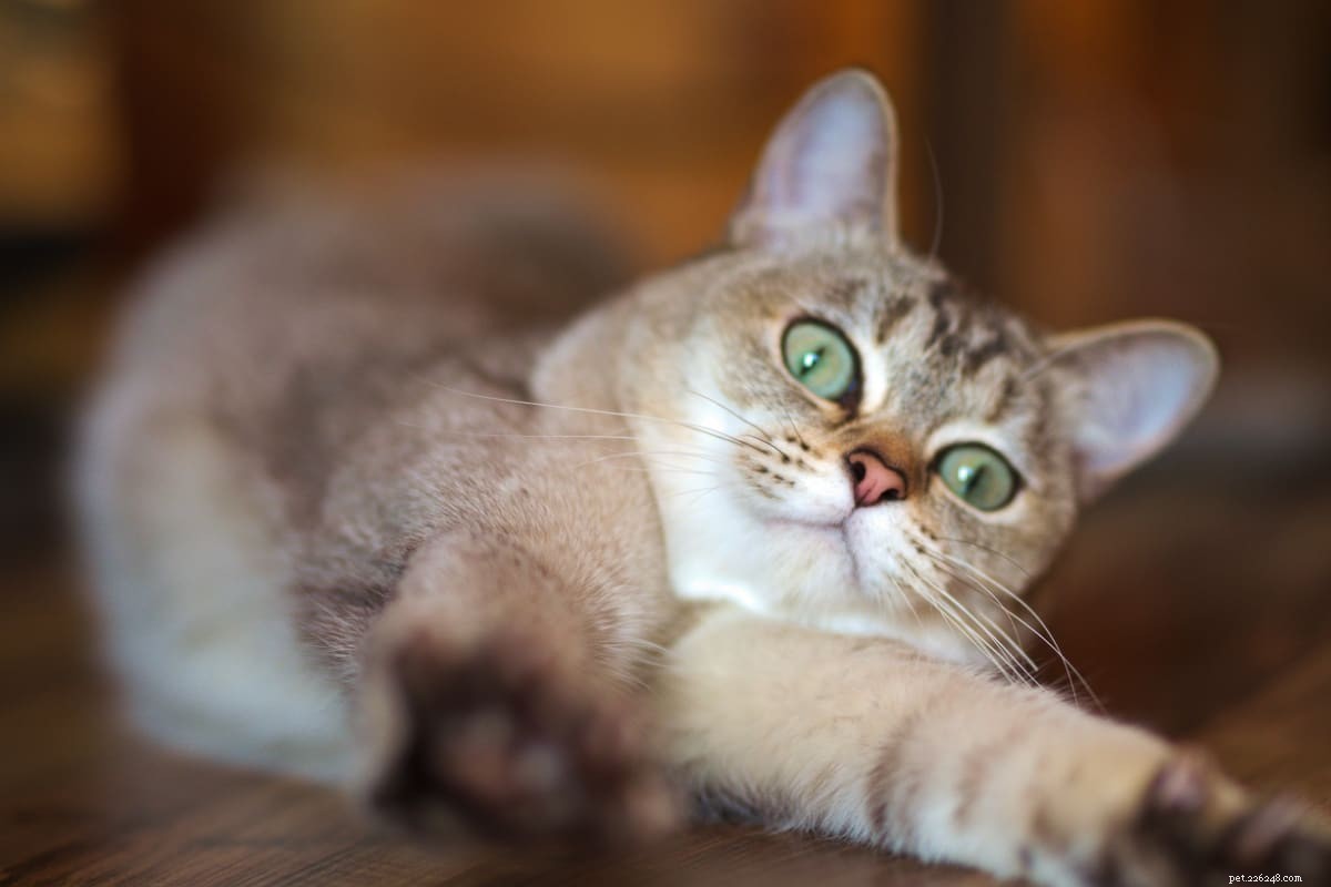22 razze di gatti rari che potresti non conoscere