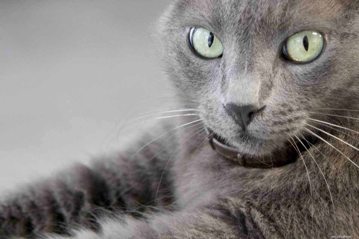 22 vzácných kočičích plemen, která možná neznáte