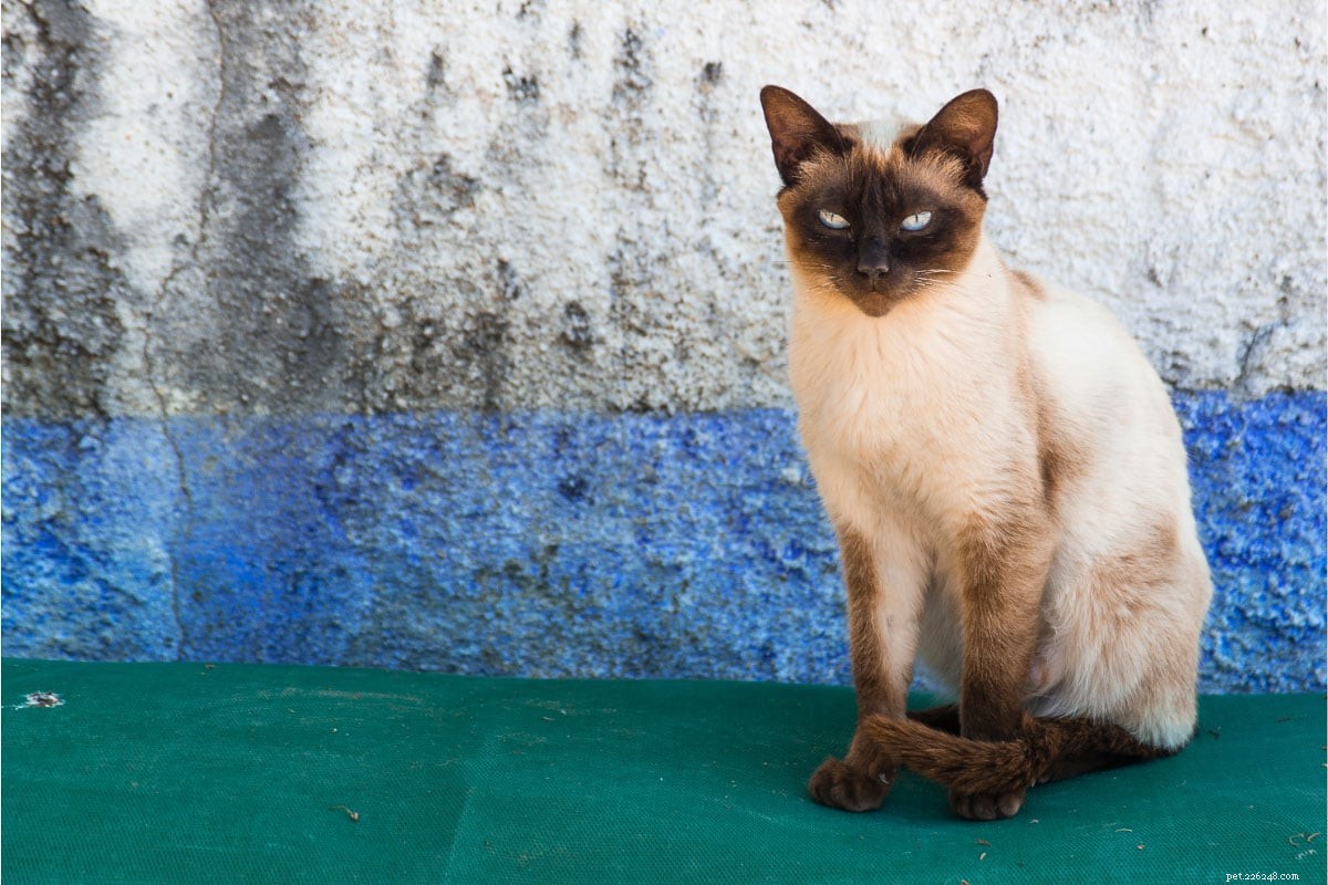 13 самых популярных окрасов сиамских кошек