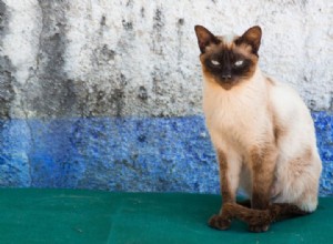 13最も人気のあるシャム猫の色 