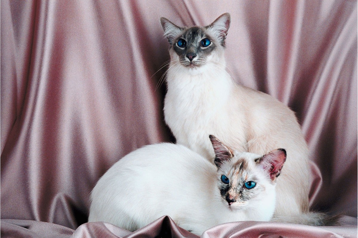 13 colori per gatti siamesi più popolari