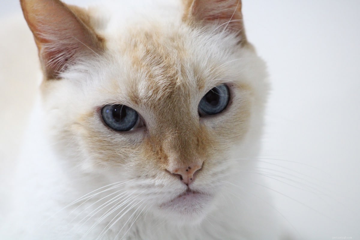 13 mest populära siamesiska kattfärger
