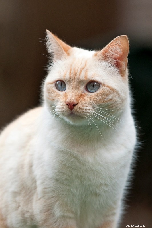 13 cores de gatos siameses mais populares