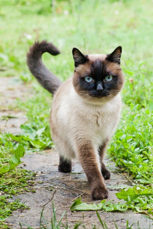 13 nejoblíbenějších barev siamských koček