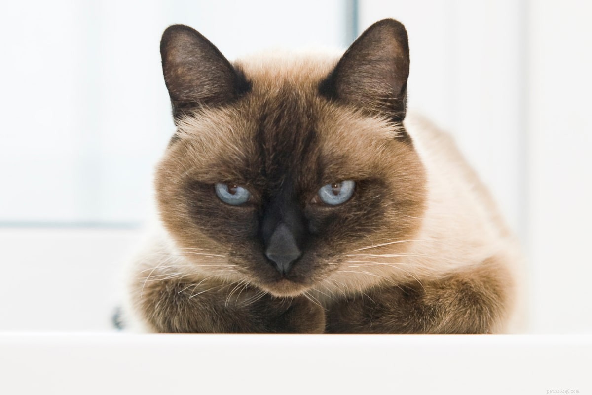 13 meest populaire Siamese kattenkleuren