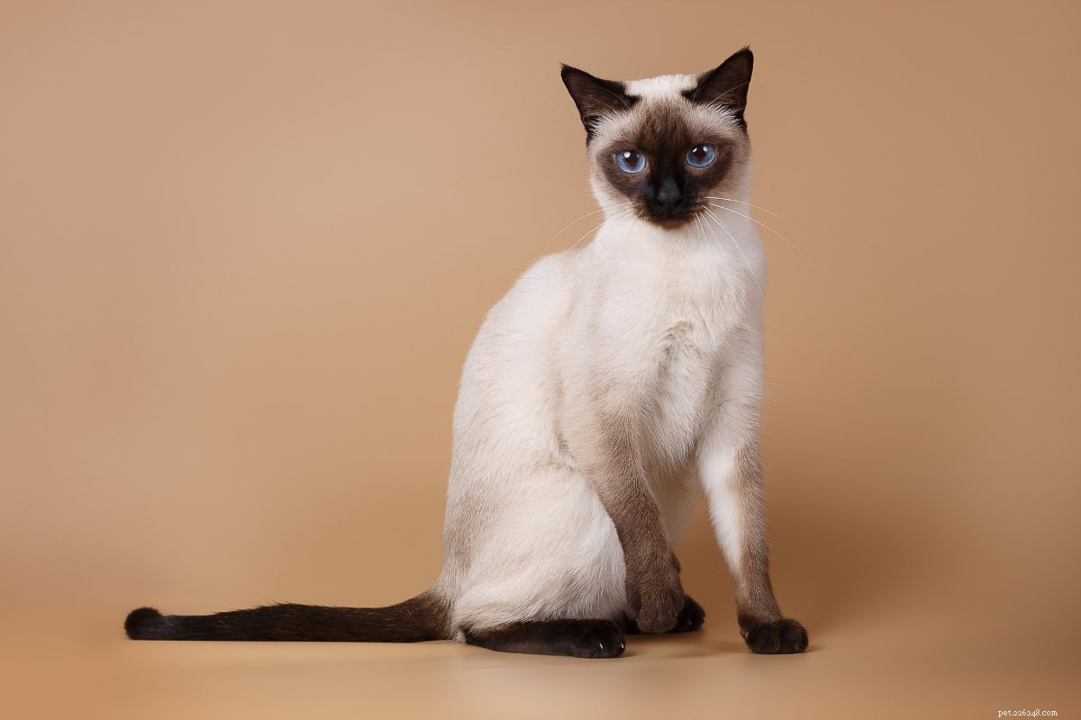 13 couleurs de chat siamois les plus populaires