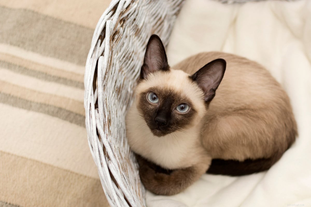 13 mest populära siamesiska kattfärger