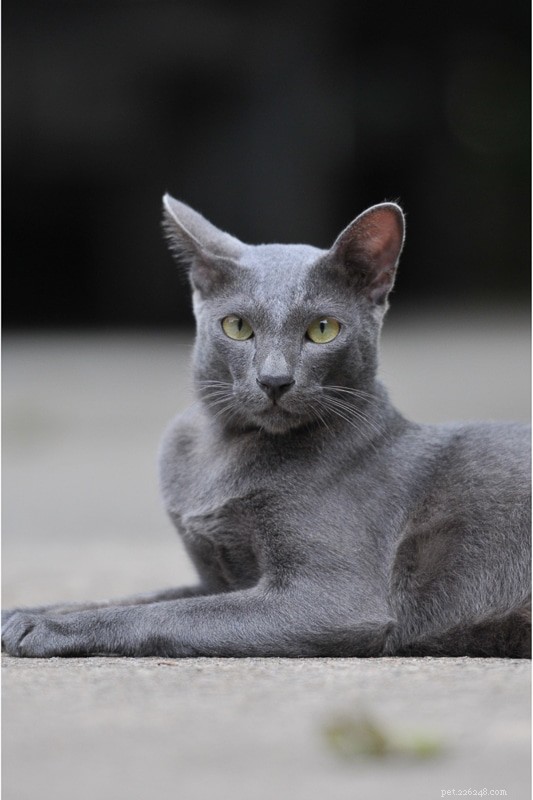 Profilo della personalità del gatto siamese definitivo