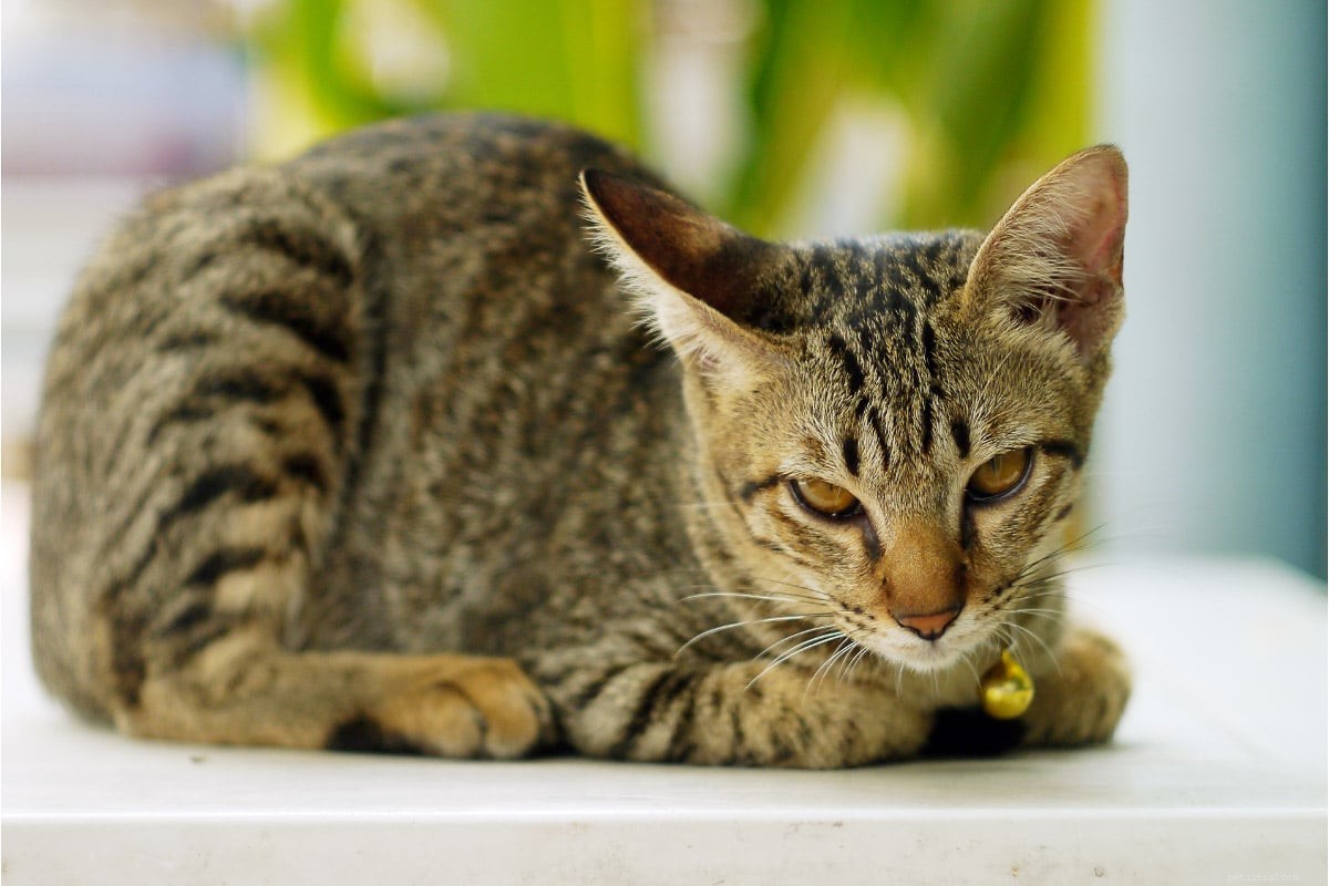Perfil definitivo da personalidade do gato siamês