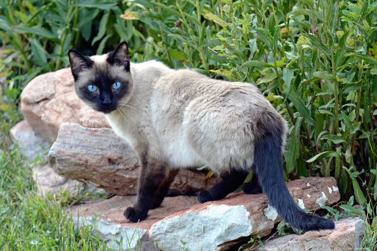 Полный профиль личности сиамской кошки