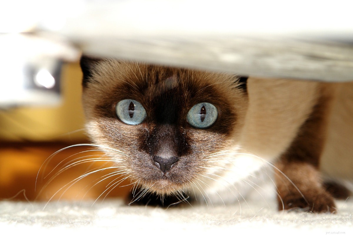 10 typů siamských koček – která je pro vás nejlepší?