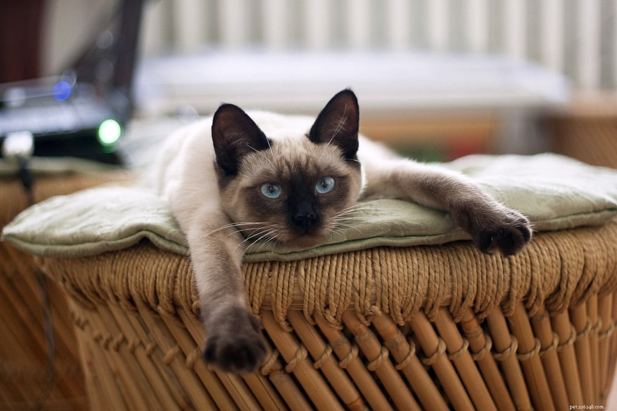 10 tipos de gatos siameses – qual é o melhor para você?