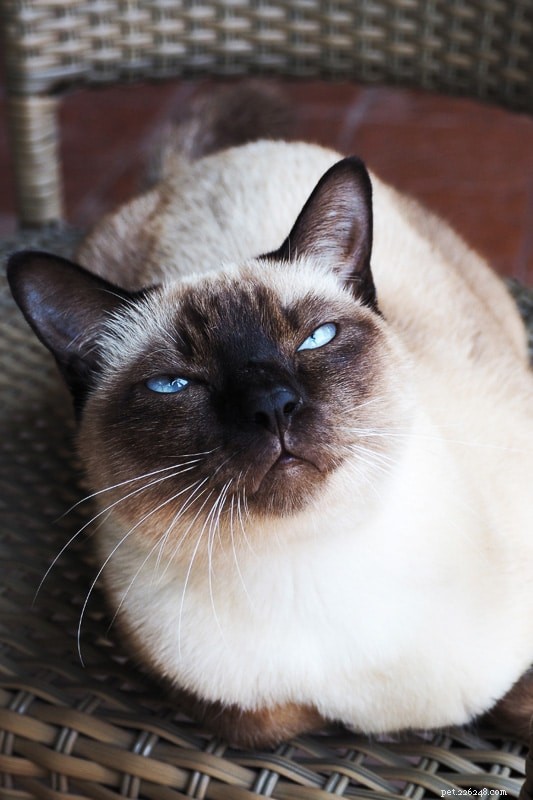10 типов сиамских кошек – какой из них лучше для вас?