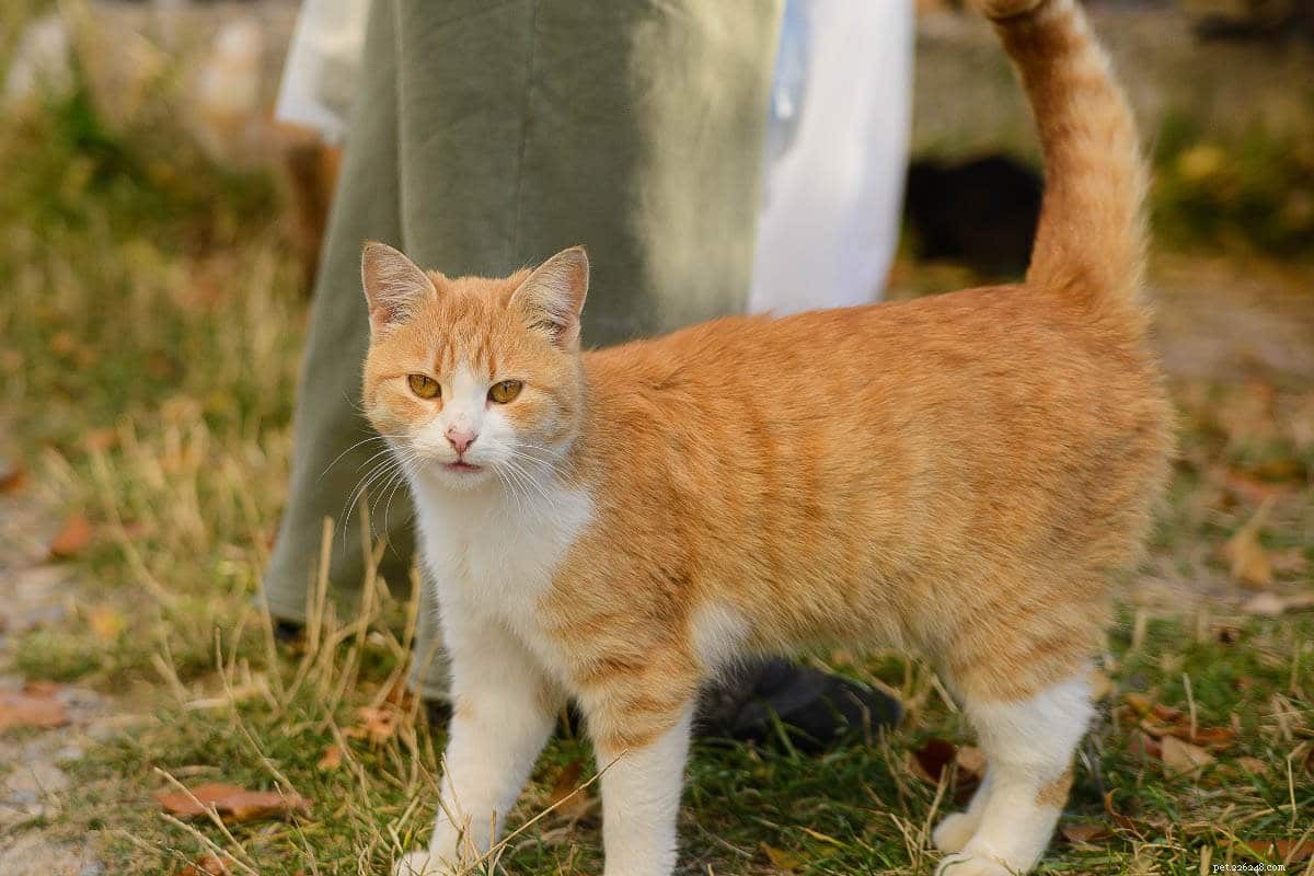 Maine Coon vs normal katt:Vad du behöver veta