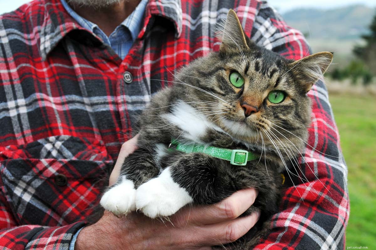Maine Coon vs. normální kočka:Co potřebujete vědět