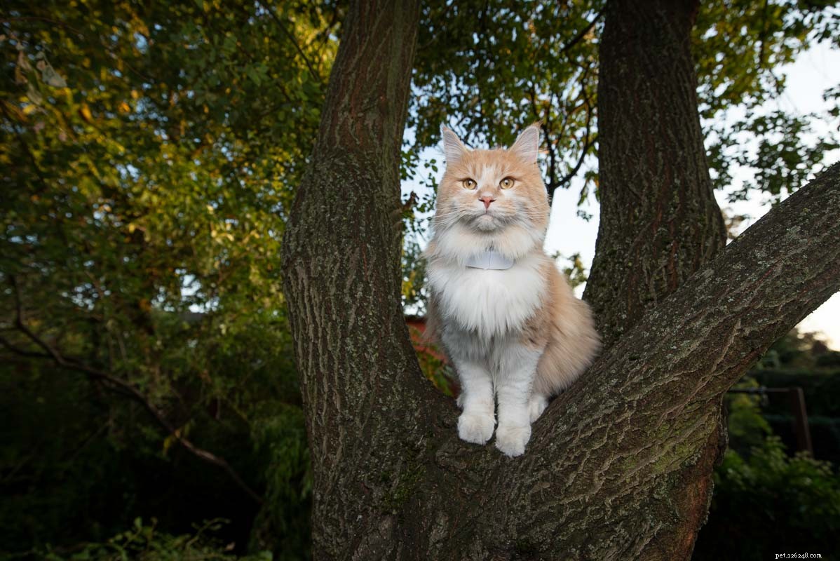 Maine Coon vs. normální kočka:Co potřebujete vědět