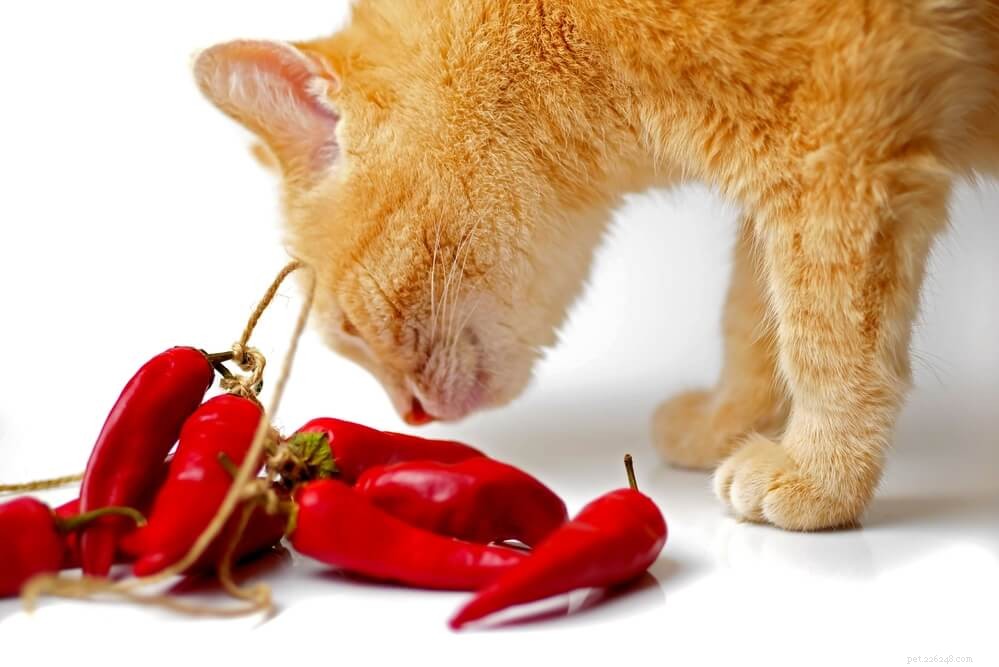 I gatti possono mangiare cibi piccanti?