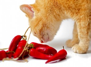고양이는 매운 음식을 먹을 수 있습니까?