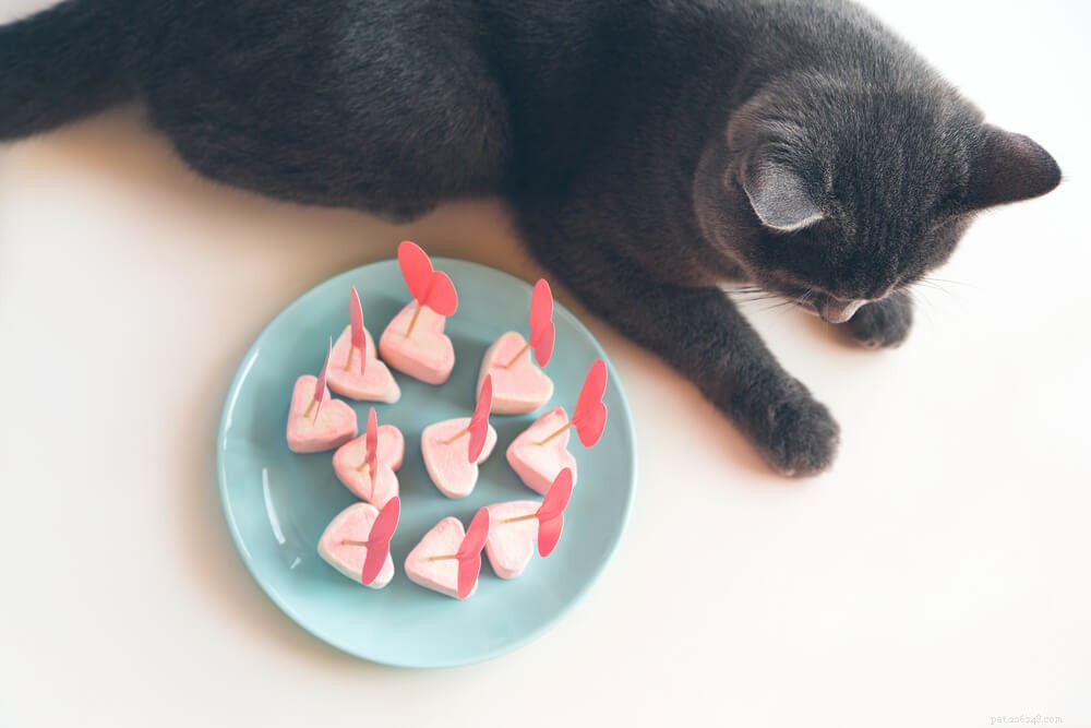 고양이가 마시멜로를 먹을 수 있습니까?