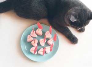 Gatos podem comer marshmallows?