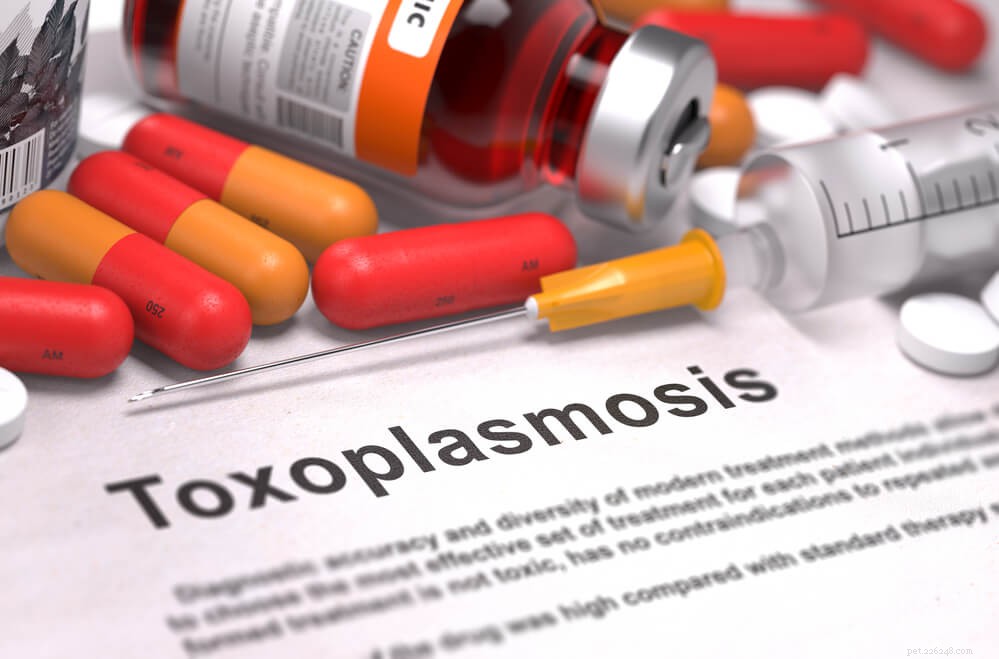 Wat is toxoplasmose en hoe het te vermijden!