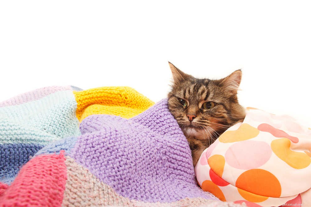 Vše, co potřebujete vědět o pankreatitidě u koček