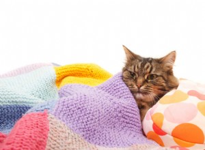 Vše, co potřebujete vědět o pankreatitidě u koček
