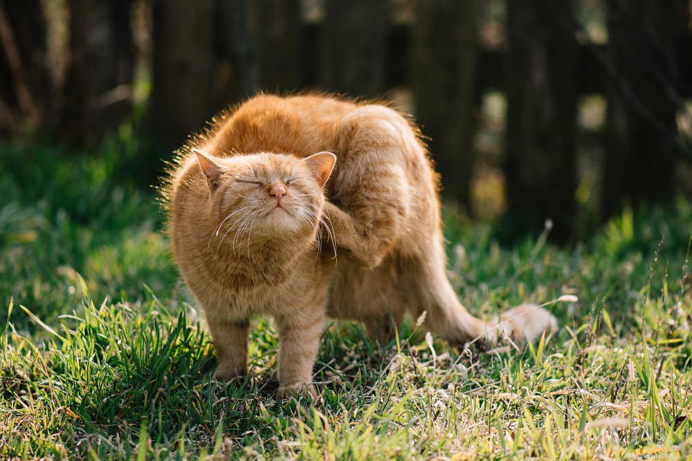 Un guide sur les mites d oreille chez les chats – Comment les traiter
