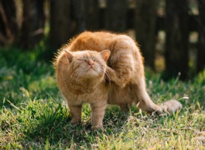 Una guida agli acari dell orecchio nei gatti:come trattarli