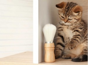 猫を剃るのは残酷ですか？猫を安全に剃る方法は？ 