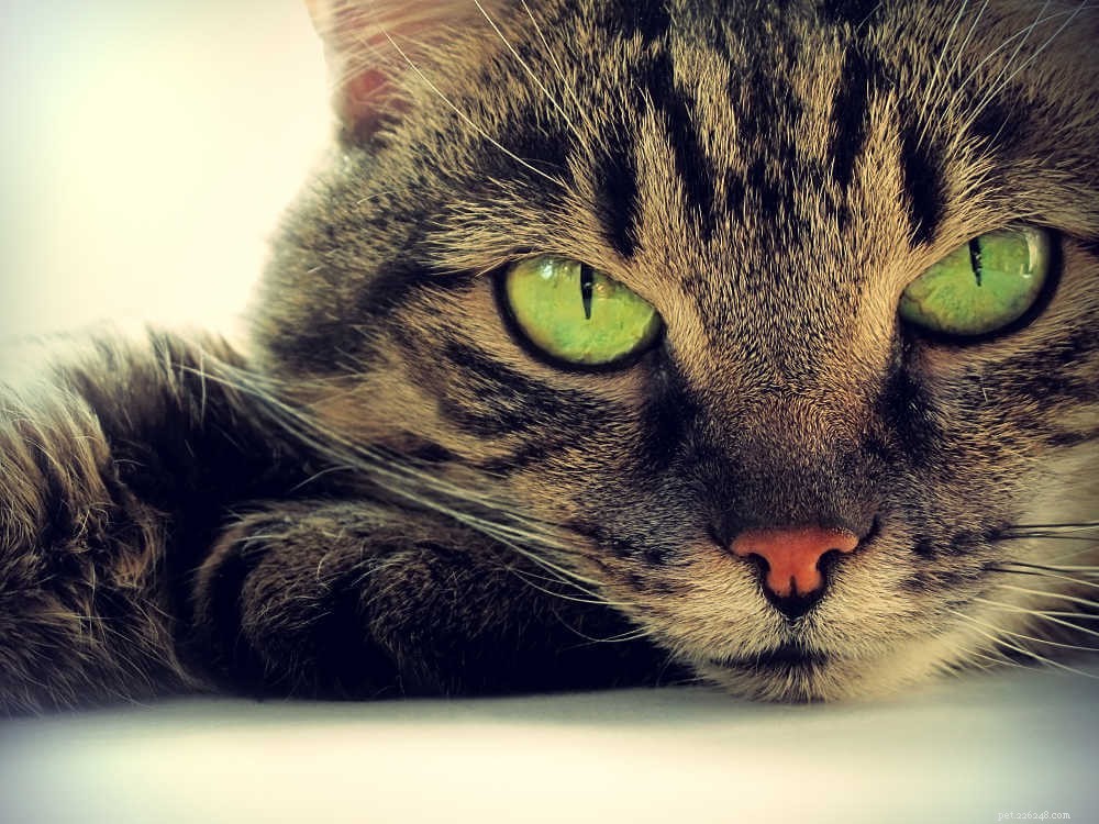 Tout ce que vous devez savoir sur la conjonctivite du chat