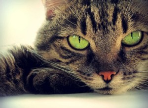 Tudo o que você precisa saber sobre conjuntivite em gatos
