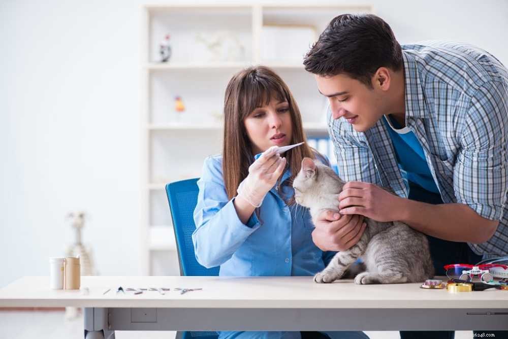 あなたが猫のワクチンについて知る必要があるすべて 