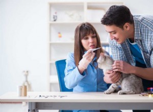 Все, что вам нужно знать о вакцинах для кошек