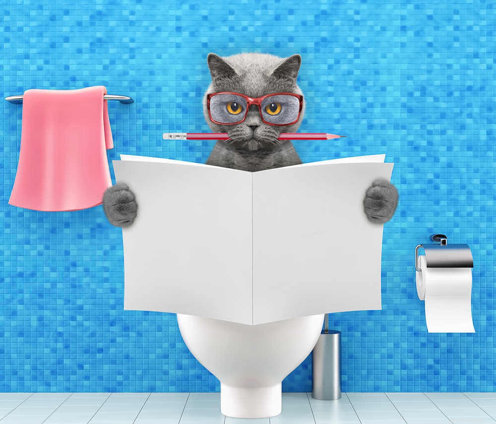 Quante volte i gatti dovrebbero urinare in un giorno?