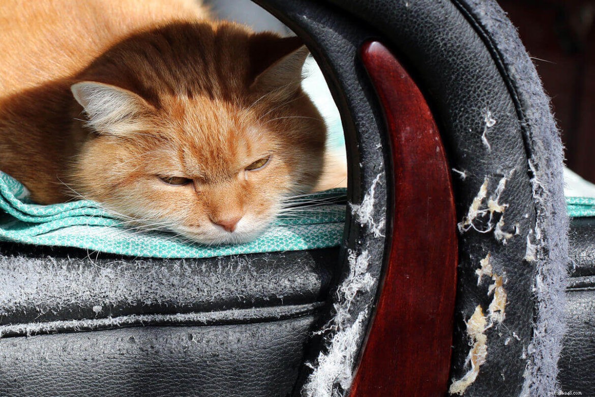 Så skyddar du lädermöbler från katter