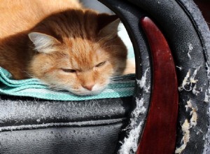 Как защитить кожаную мебель от кошек
