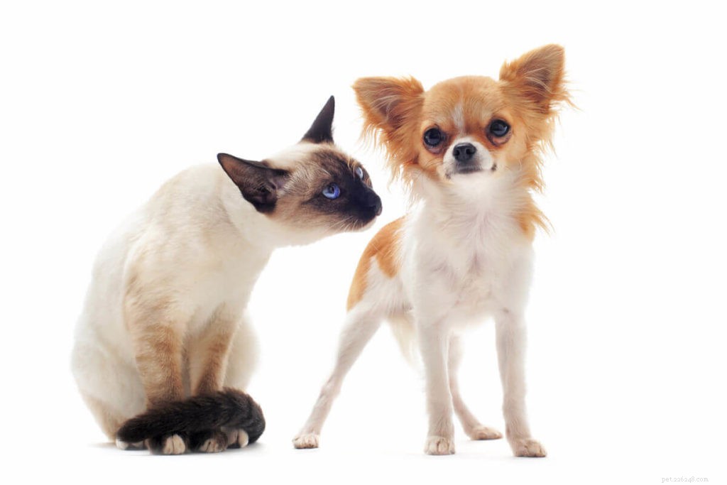 Jsou siamské kočky dobře se psy?