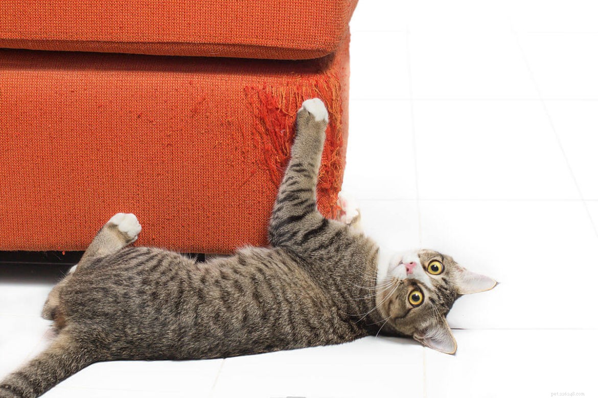 Por que os gatos arranham os móveis?